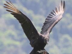 (Black Vulture) landing