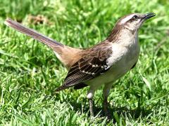 (Chalk-browed Mockingbird) standing
