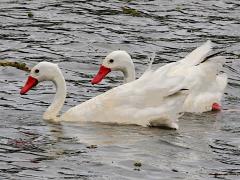 (Coscoroba Swan) pair