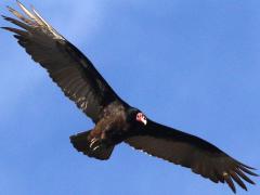 (Turkey Vulture) glides
