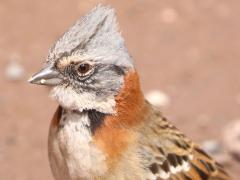 (Rufous-collared Sparrow) standing