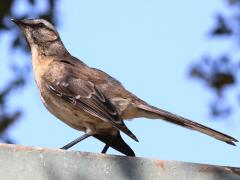 (Chilean Mockingbird) perching