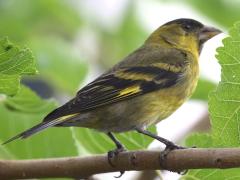 (Black-chinned Siskin) perched