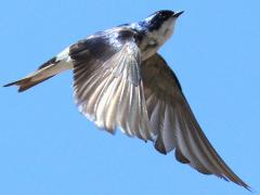 (Chilean Swallow) flying