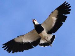 (Southern Lapwing) chilensis crying flight
