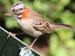 (Rufous-collared Sparrow) chilensis