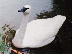 (Trumpeter Swan) swimming