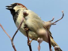 (House Sparrow) male singing