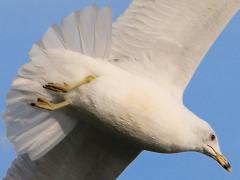 (Ring-billed Gull) cruising