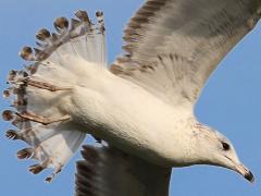 (Ring-billed Gull) juvenile cruising