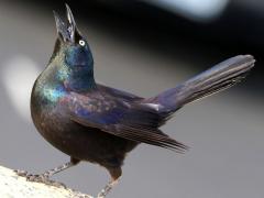 (Common Grackle) female displaying