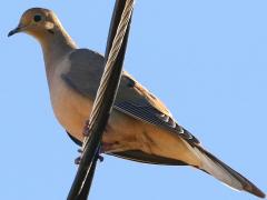 (Mourning Dove) flank