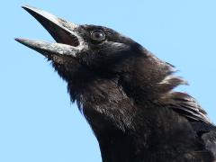 (American Crow) crowing