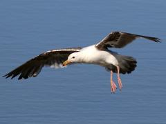 (Western Gull) juvenile gliding