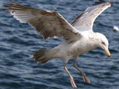 (Herring Gull) juvenile landing