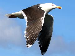 (Great Black-backed Gull) flying downstroke