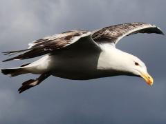 (Great Black-backed Gull) juvenile hovering