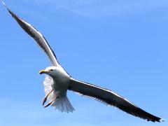 (Great Black-backed Gull) landing