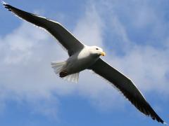 (Great Black-backed Gull) soaring