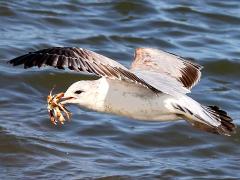 (Ring-billed Gull) juvenile snatches crab