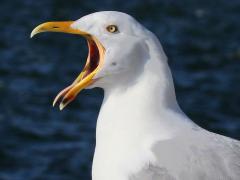 (American Herring Gull) calling