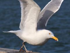 (American Herring Gull) flaps