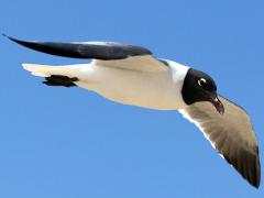 (Laughing Gull) flapping