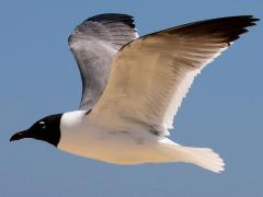 (Laughing Gull) flying