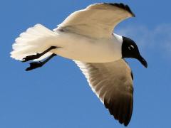 (Laughing Gull) gliding