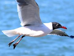(Laughing Gull) liftoff