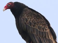 (Turkey Vulture) perching