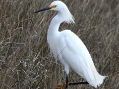 (Snowy Egret) standing