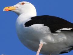 (Great Black-backed Gull) ventral