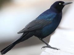 (Boat-tailed Grackle) male perching