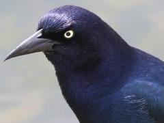 (Boat-tailed Grackle) male standing