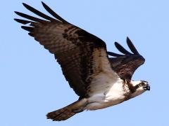 (Osprey) flapping