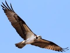 (Osprey) soaring