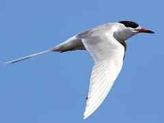 (Forster's Tern) flapping