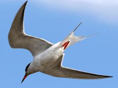 (Forster's Tern) flying