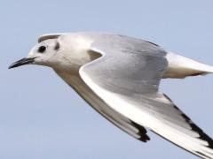 (Bonaparte's Gull) nonbreeding flaps