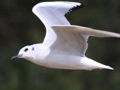 (Bonaparte's Gull) nonbreeding flying