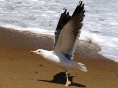 (Lesser Black-backed Gull) takeoff