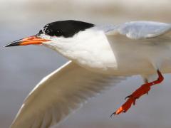 (Forster's Tern) flaps