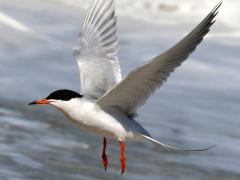 (Forster's Tern) liftoff