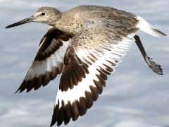(Willet) flapping
