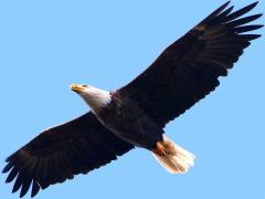 (Bald Eagle) soaring