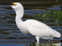 (Snowy Egret) feeds