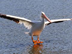 (American White Pelican) landing