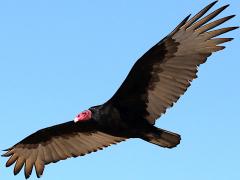 (Turkey Vulture) soaring
