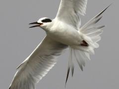 (Forster's Tern) calling flight